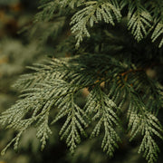 Nettoyant Corps - Menthe Poivrée & Cèdre Noir - Piuma Bianca